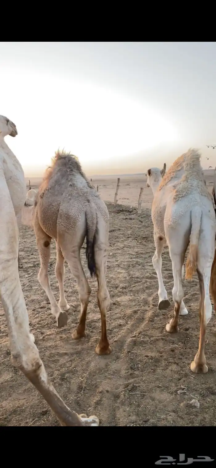 حشو حليب مغلقة 5