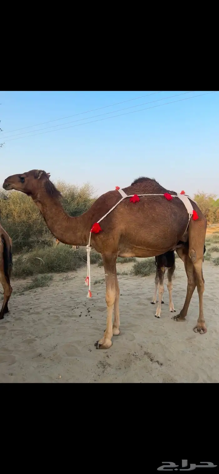 خلفه ساحليه ثنيه مشروطه 1