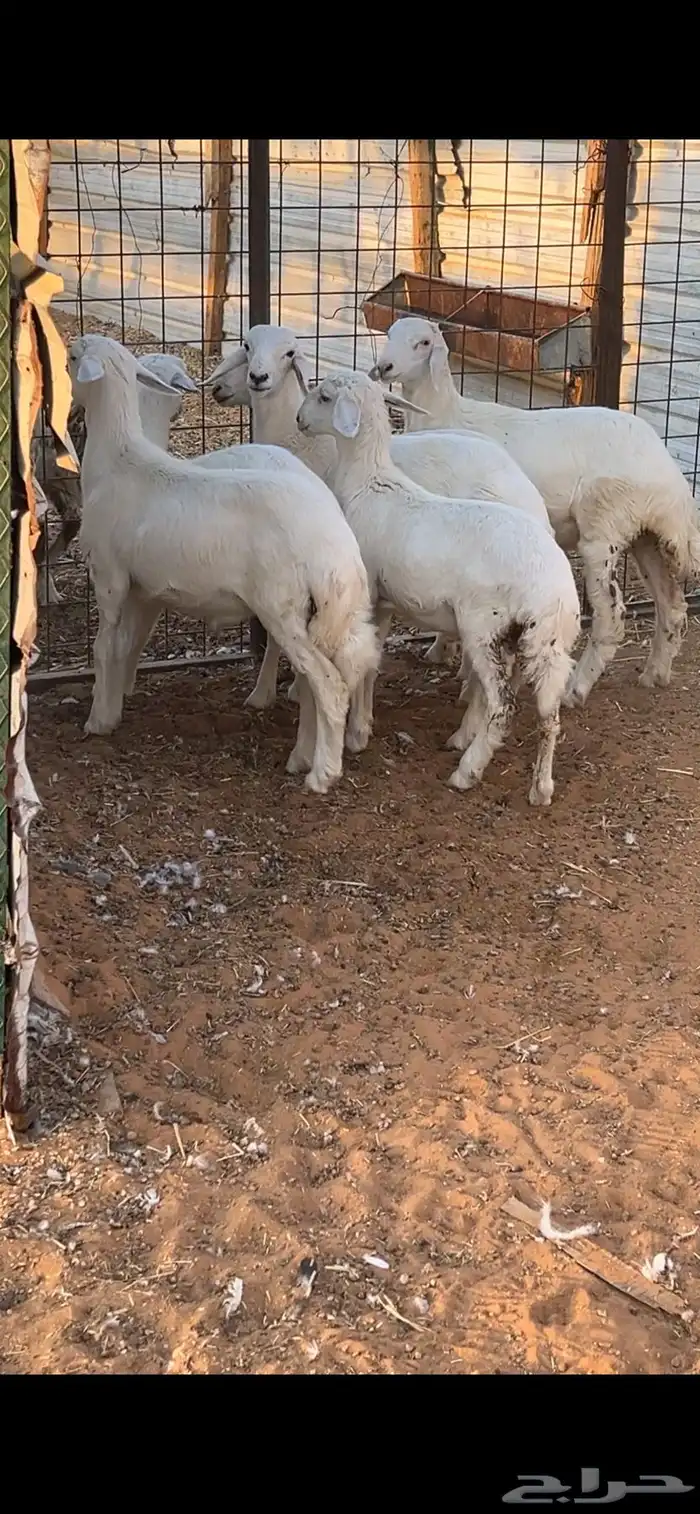 هرافا حريات 1