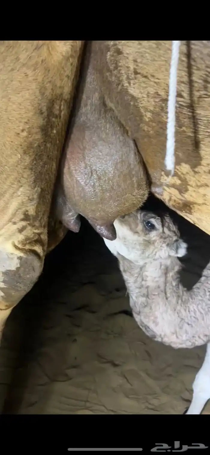 خلفه ساحليه دهما طبع وحليب وافر جدا 4