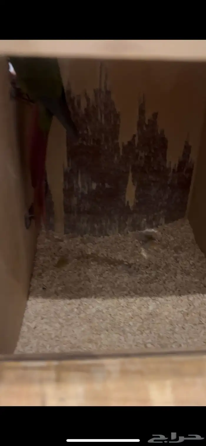 جوز كنيور منتج 2