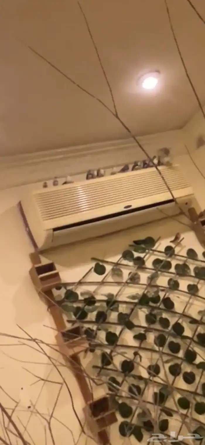 ماشاءالله أجواز زيبرا منتجه 1