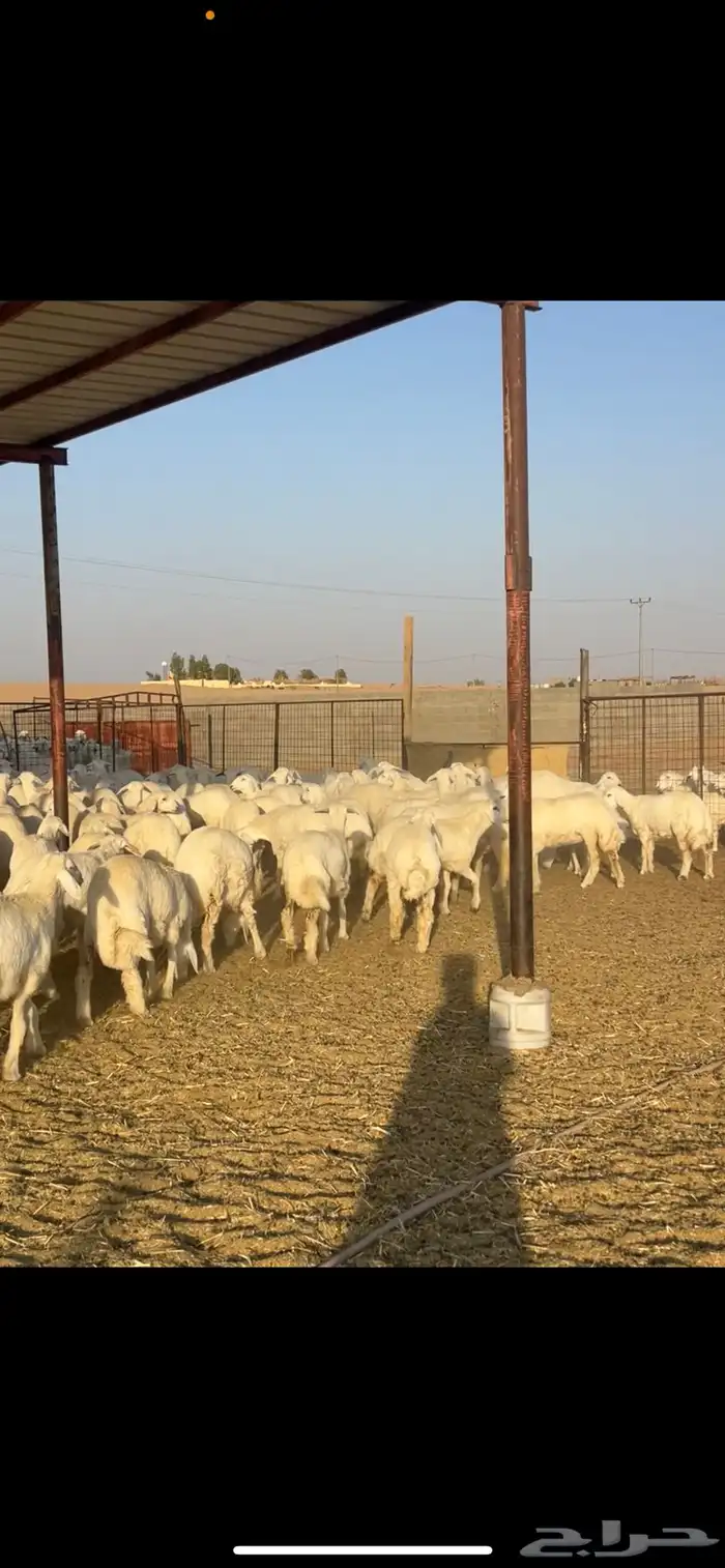 رخال حريات حرش 102 بالفحول 2 1