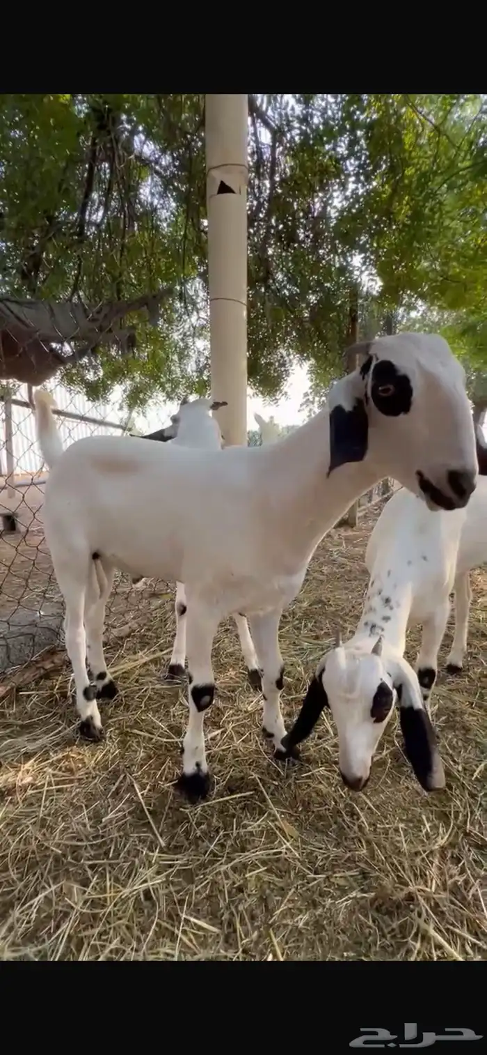 مشروع بيشي ولد جلمود صنف فاخر 0