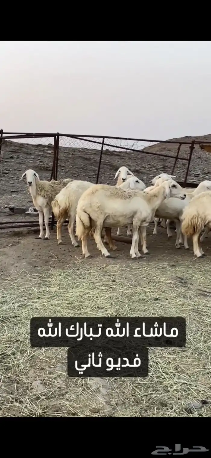 ضان حريات صنف الصنف عرض وبيع 7