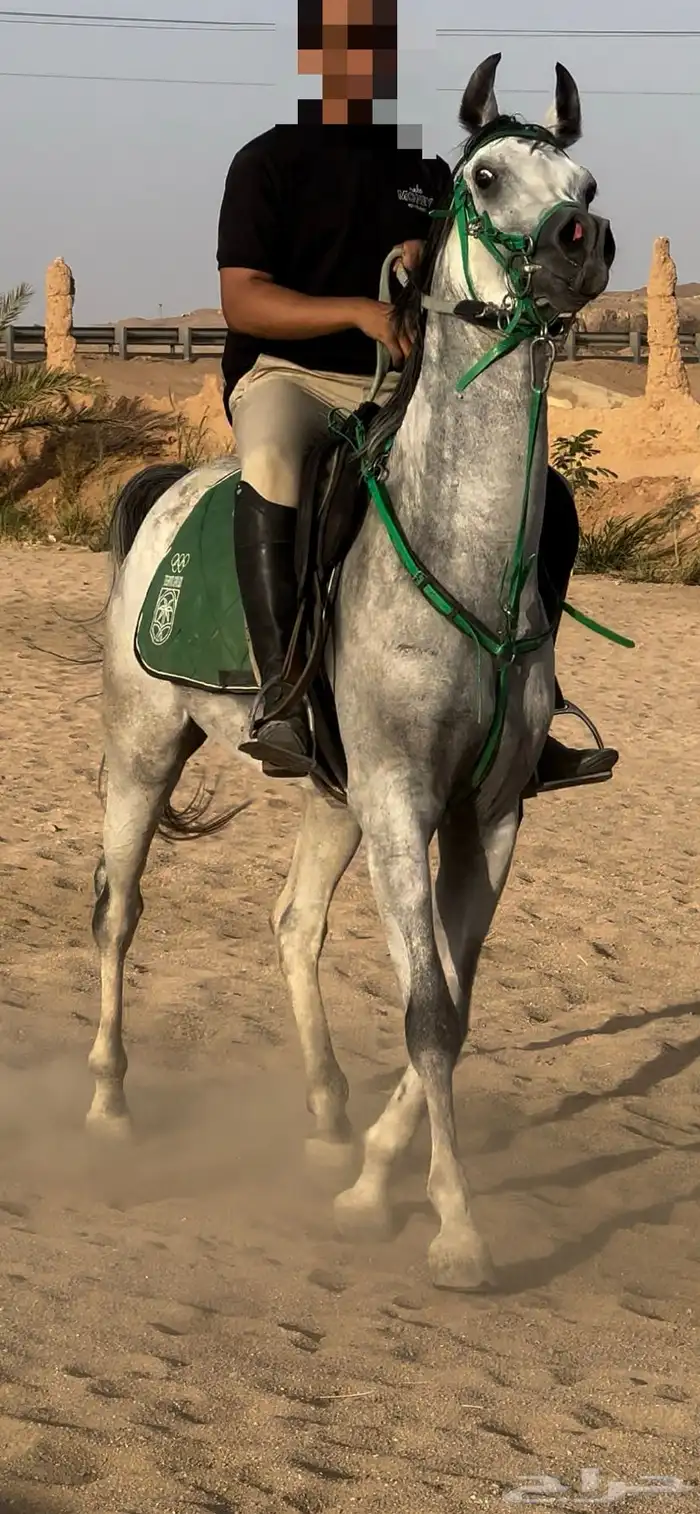 حصان شعبي شيخ 5