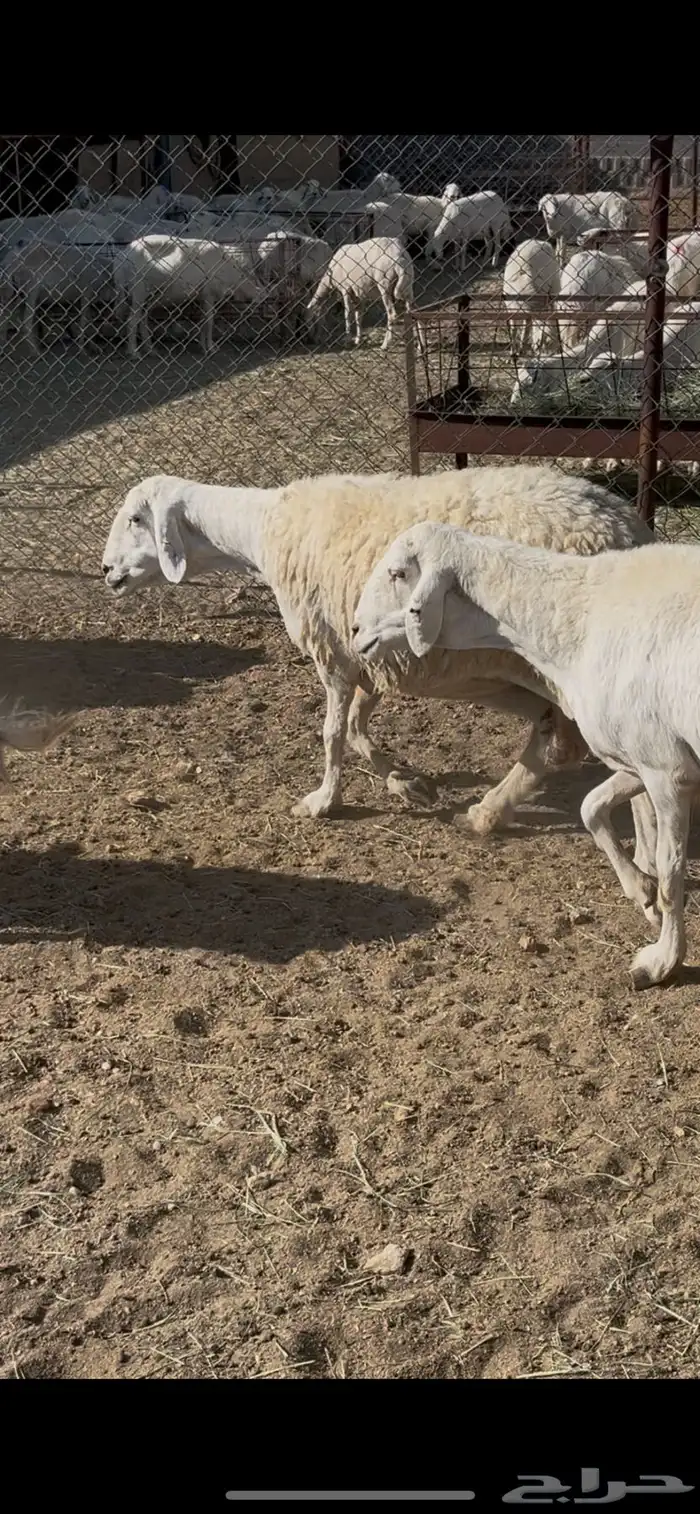 ضان حريات 30 1