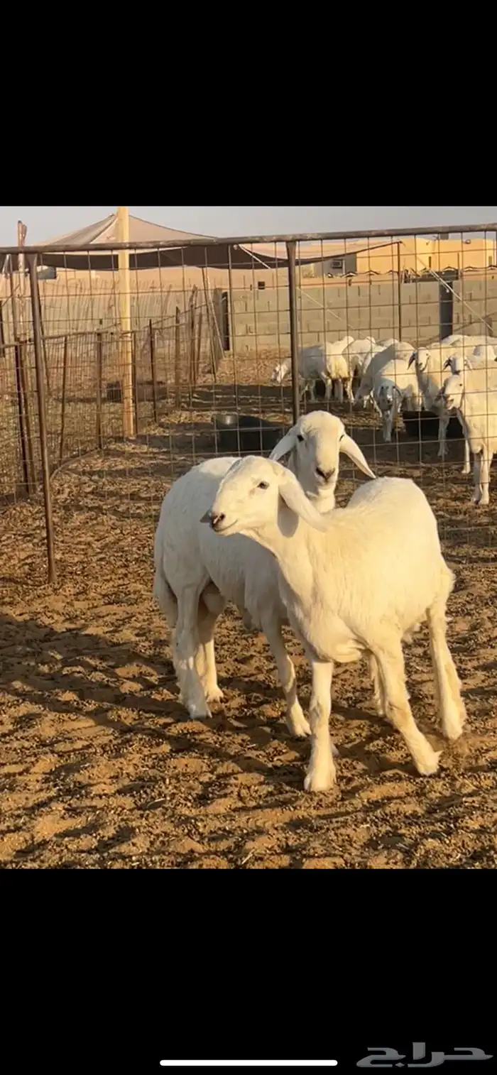 رخال حريات حرش 102 بالفحول 2 4