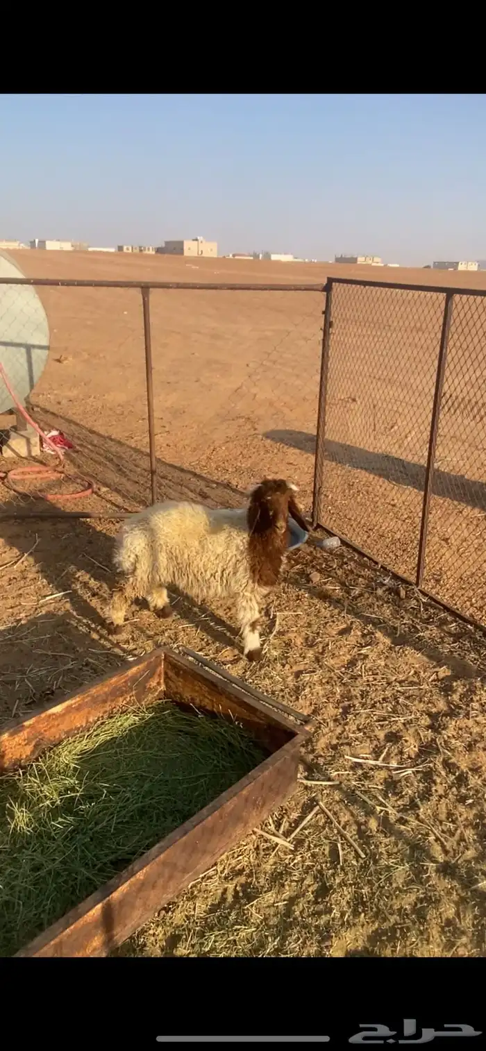 خروف 3شهور ونص 2