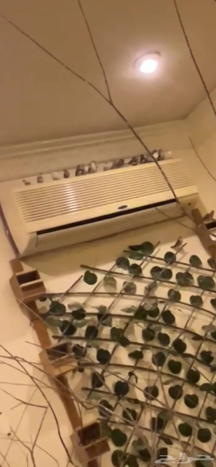 ماشاءالله أجواز زيبرا منتجه 0