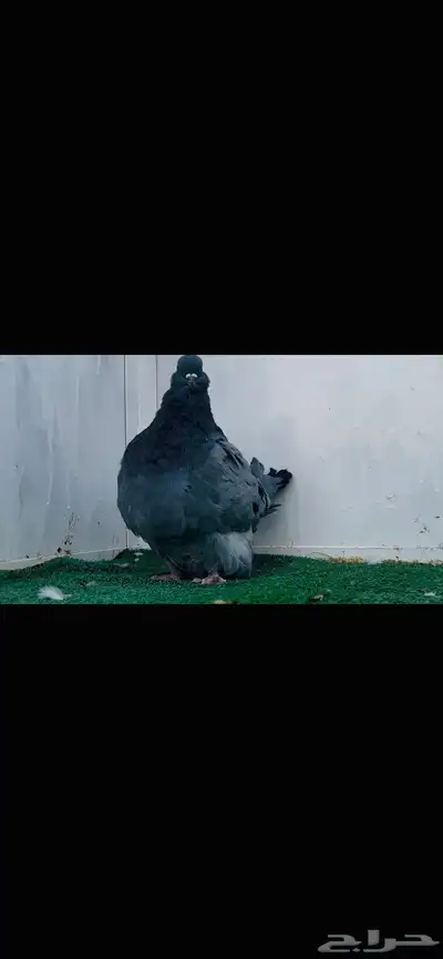 ذكر فرش بلوبار index