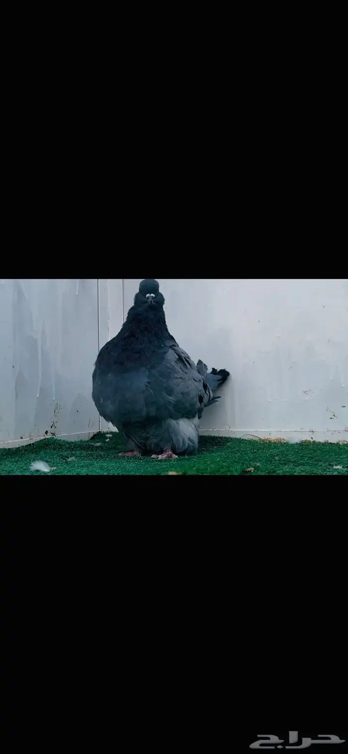 ذكر فرش بلوبار 5