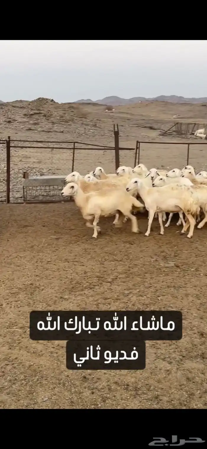 ضان حريات صنف الصنف عرض وبيع 5