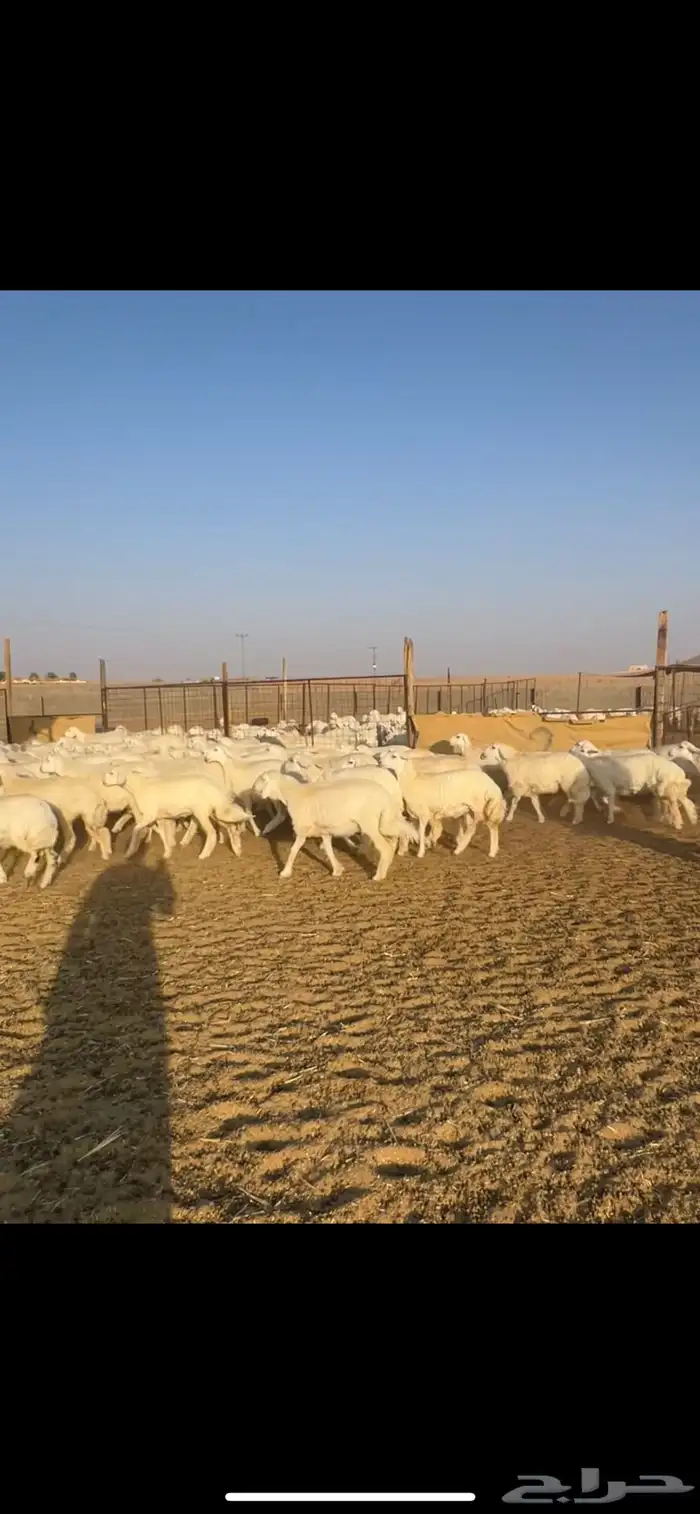 رخال حريات حرش 102 بالفحول 2 11