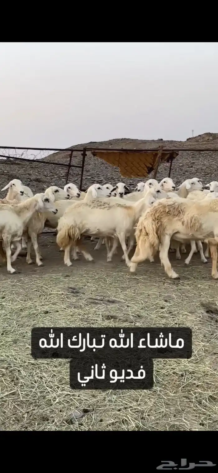 ضان حريات صنف الصنف عرض وبيع 8