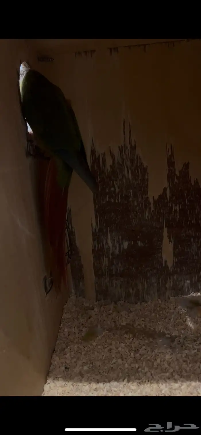 جوز كنيور منتج 1