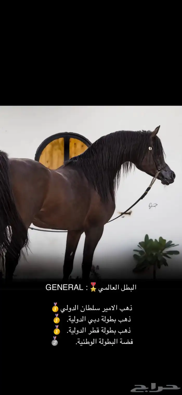 حصان واهو كوميت  منوة الجاني 6