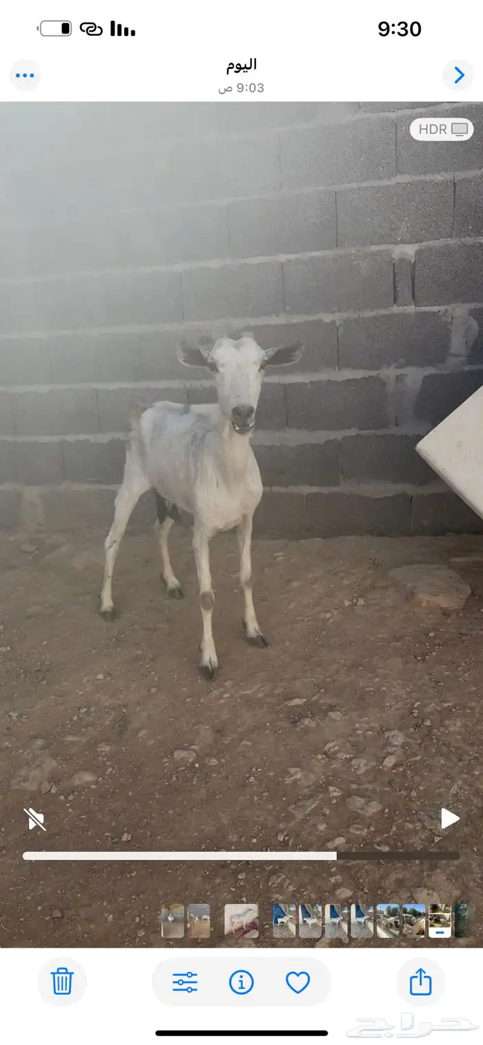 عنزين بيشيات 3