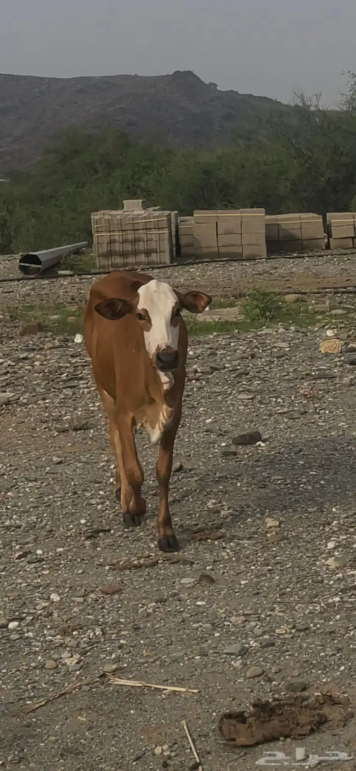 عجله عمرها فوق السنه 1