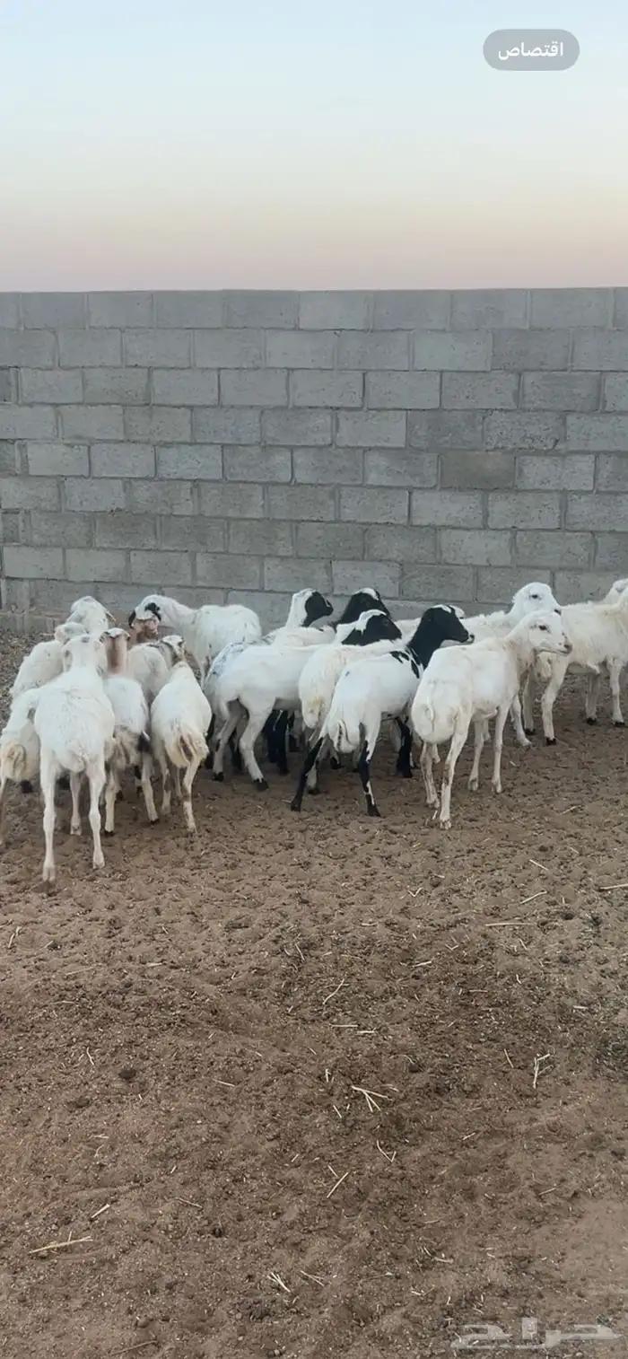 رفيد محلي للبيع 0