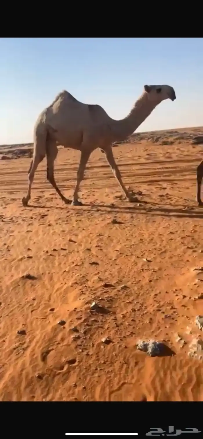 مفروده شقحاء تحقق رمانيه 0