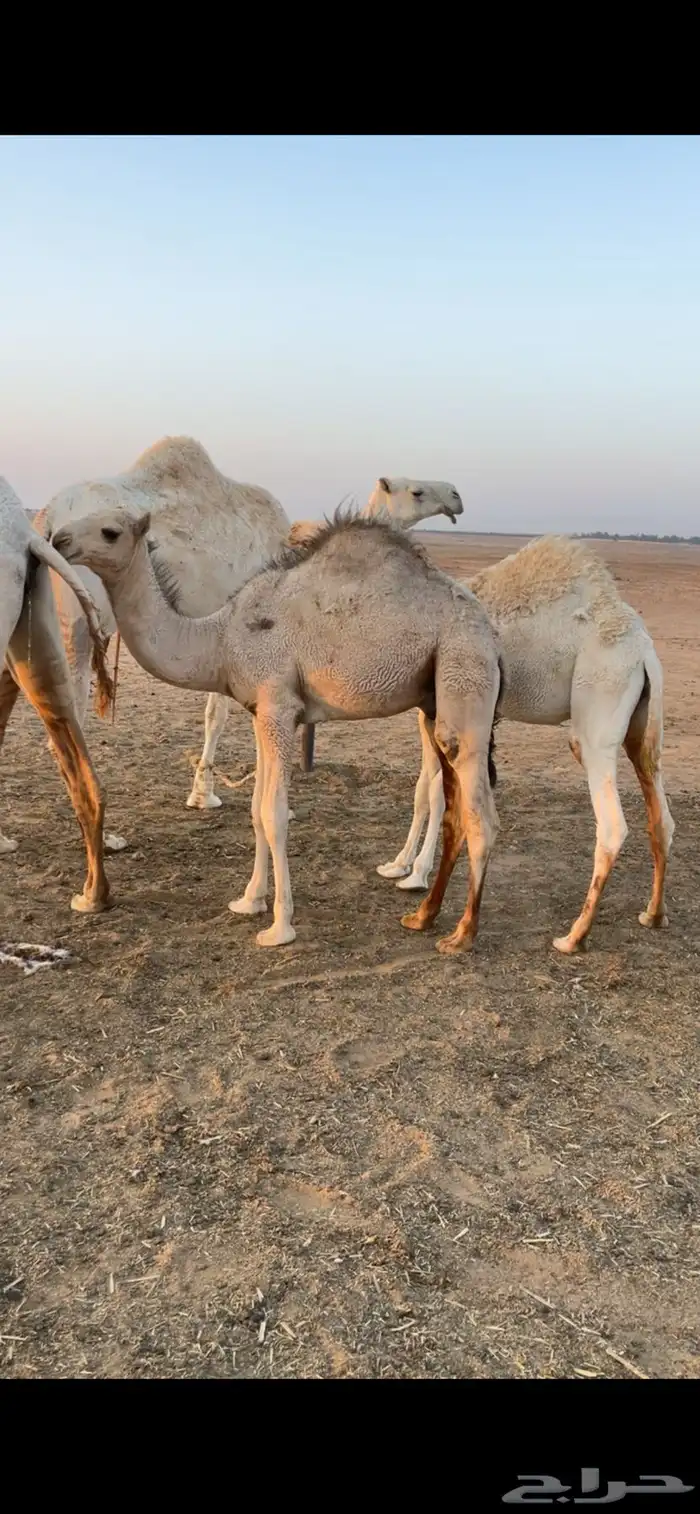 حشو حليب مغلقة 3