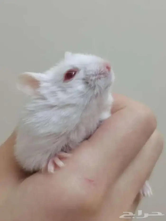 هامستر - كل اللي بالحساب معروض تبني للجادين فقط 0