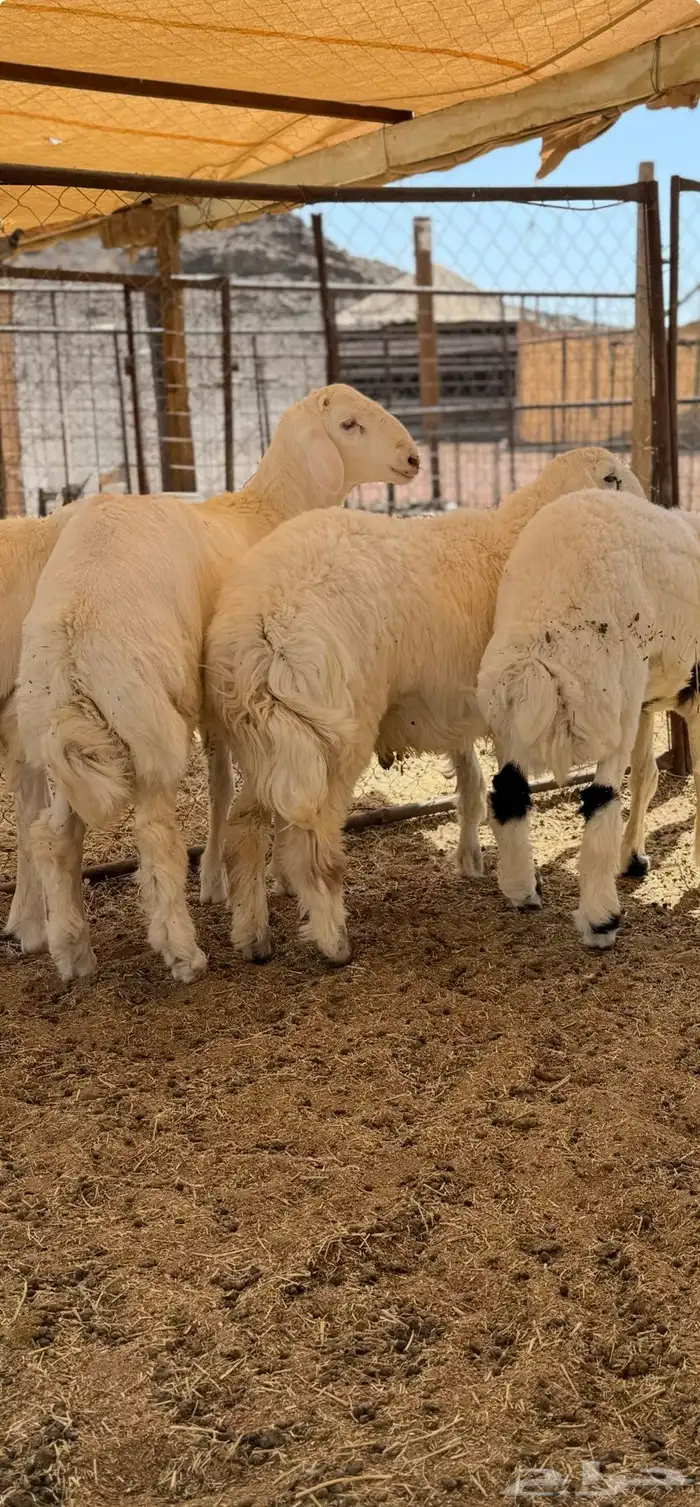 ذبائح مع خدمة السلخ والتوصيل 13