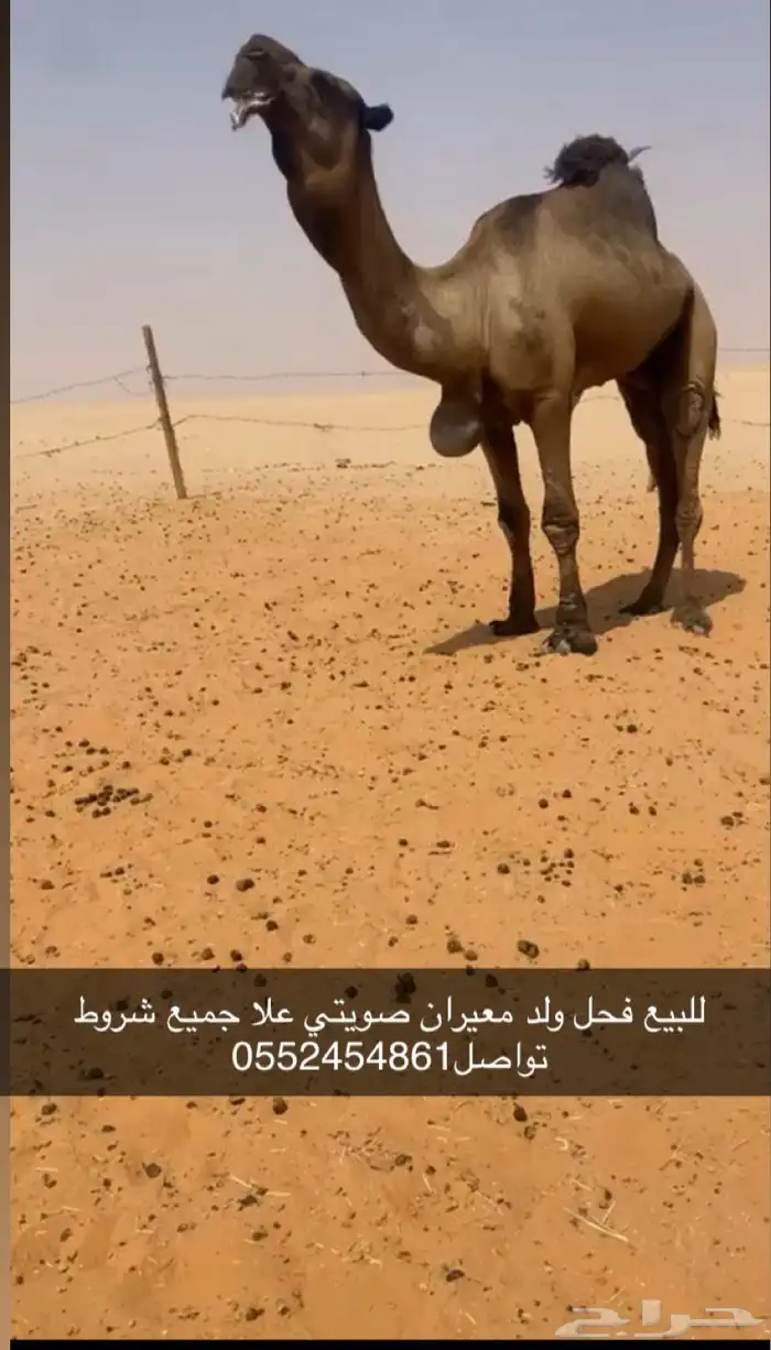 للبيع فحل ولد معيران صويتي علا جميع شروط 0