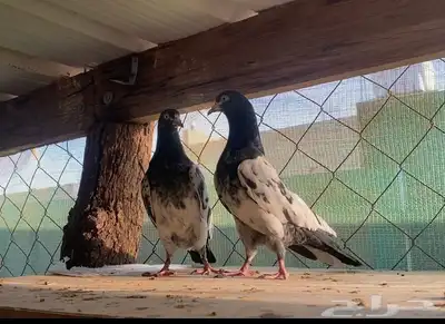 حمام بكستاني index