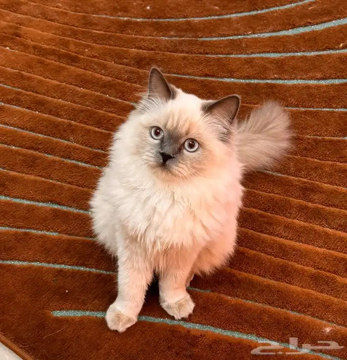 قط هملايا انثى للبيع 3