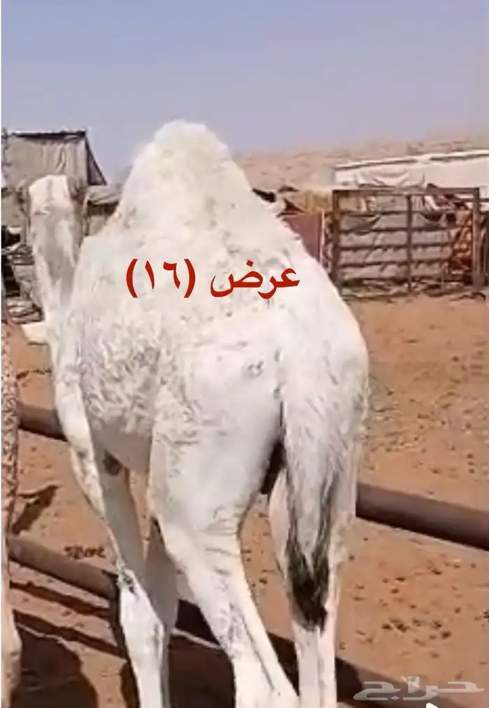 حاشي لباني سعر الكيلو تقريبا  56  مع التغليف والتوصيل 2