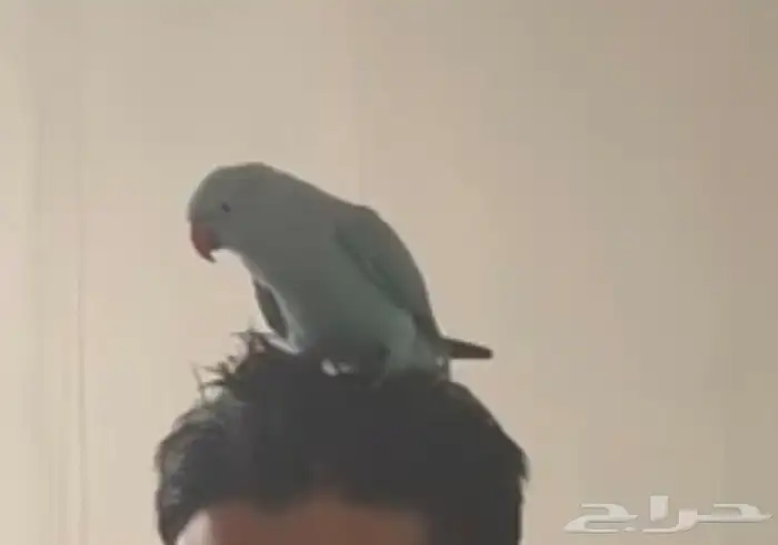 درة هولندي لون مميز 7