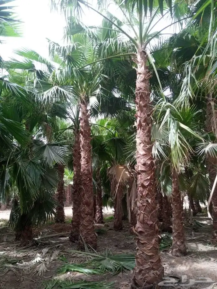 نخل واشنطونيا زينه نخيل مثمر 7