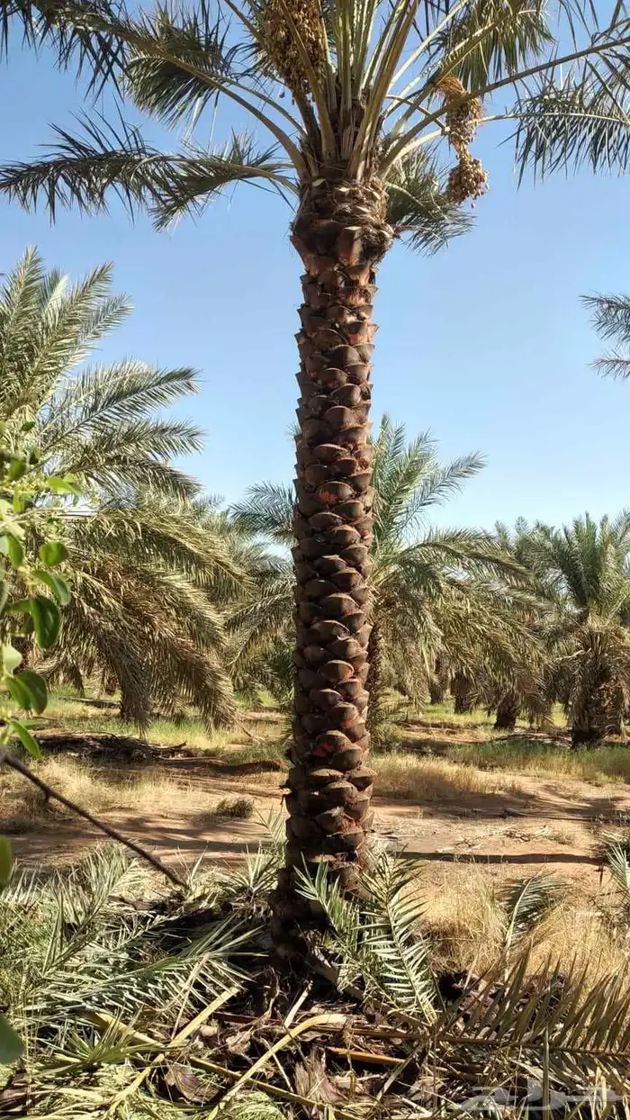 تركيب شبوك امنيه   وتوريد النخيل   وتركيب الحجر الطبيعي 1