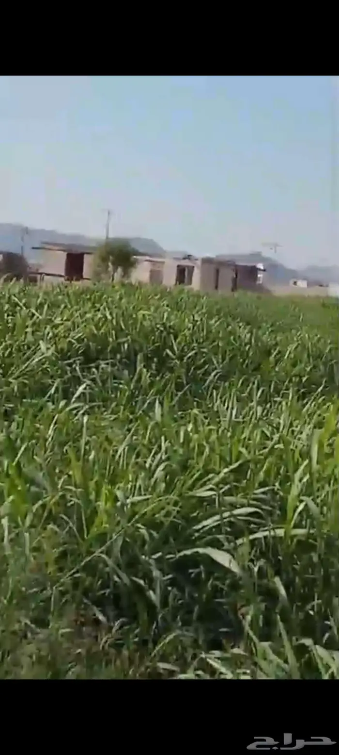 استثمار تأجير مزرعه بالغنم 2