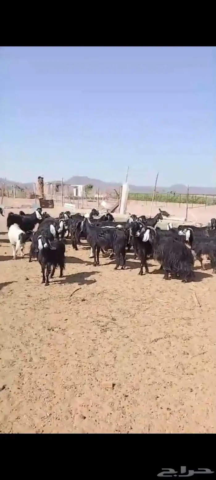 استثمار تأجير مزرعه بالغنم 4