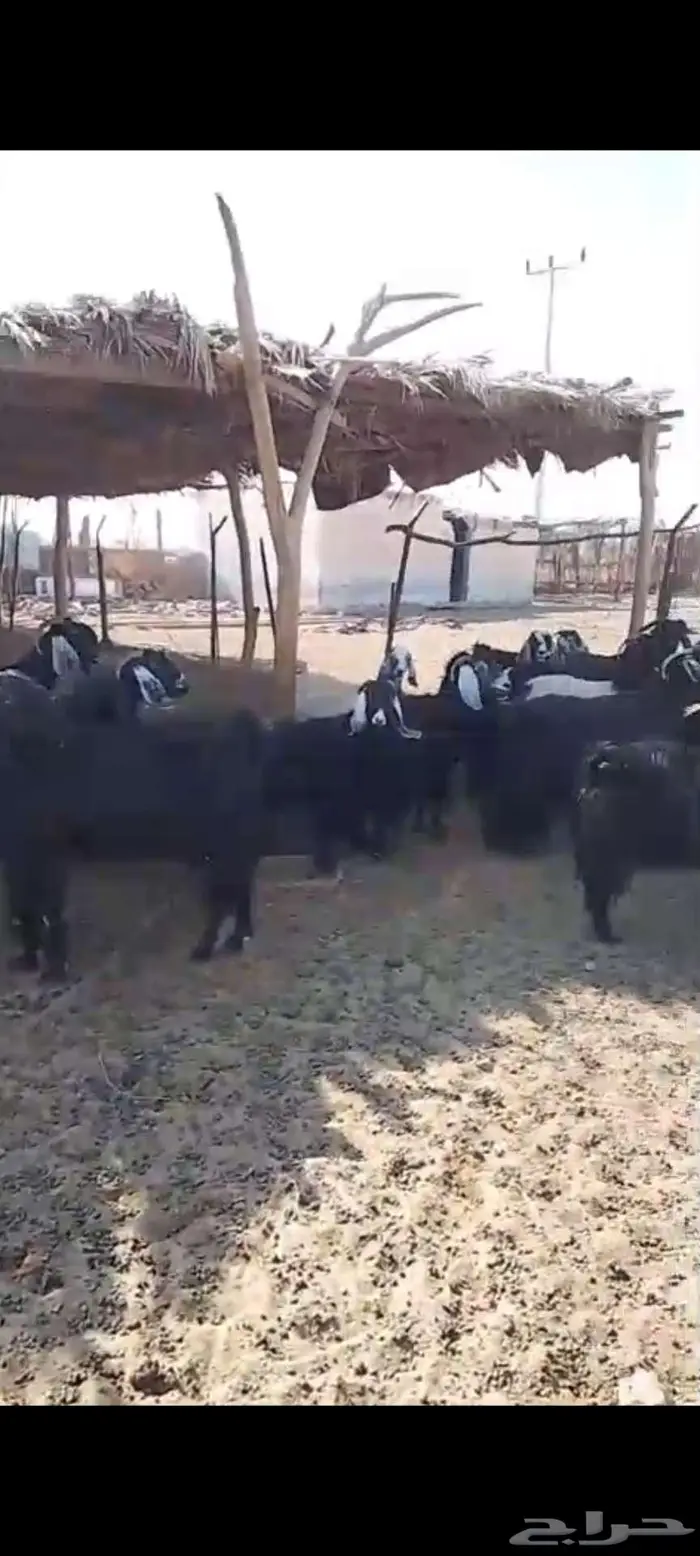 استثمار تأجير مزرعه بالغنم 5