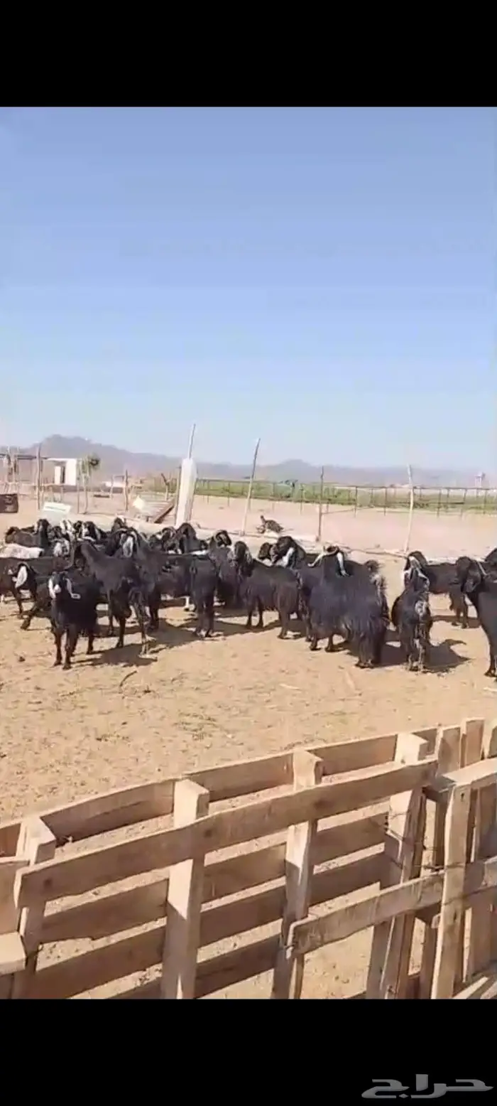 استثمار تأجير مزرعه بالغنم 3