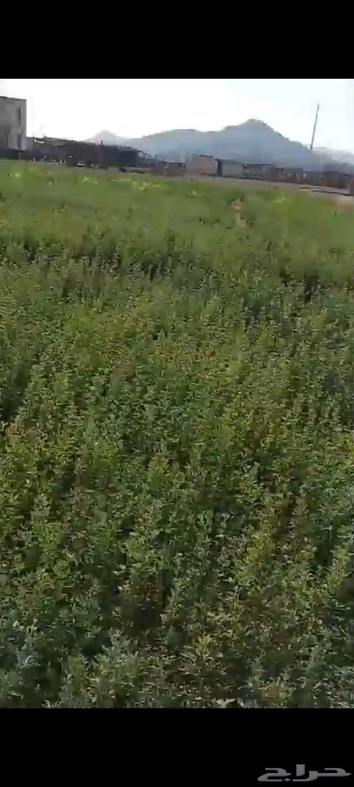 استثمار تأجير مزرعه بالغنم 1