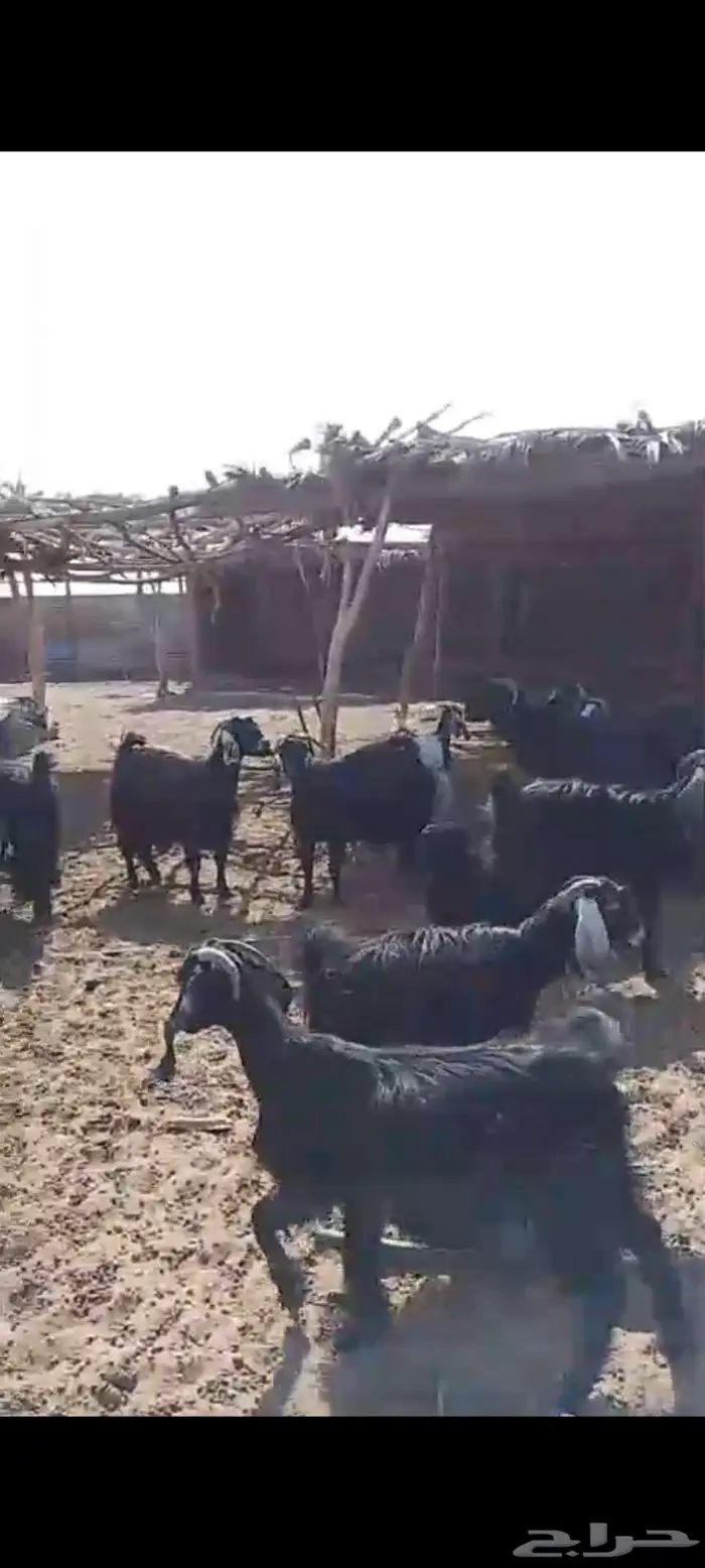 استثمار تأجير مزرعه بالغنم 0