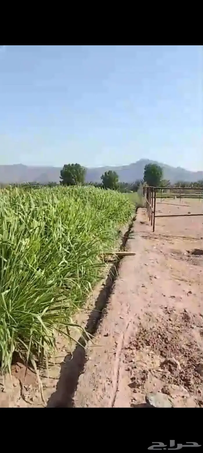 استثمار تأجير مزرعه بالغنم 7