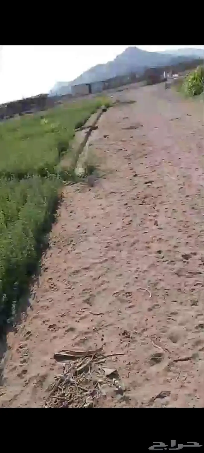 استثمار تأجير مزرعه بالغنم 9