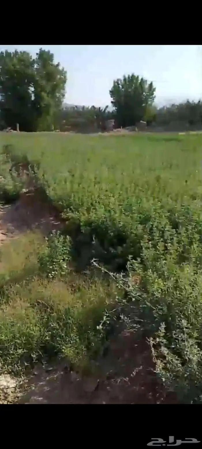 استثمار تأجير مزرعه بالغنم 10