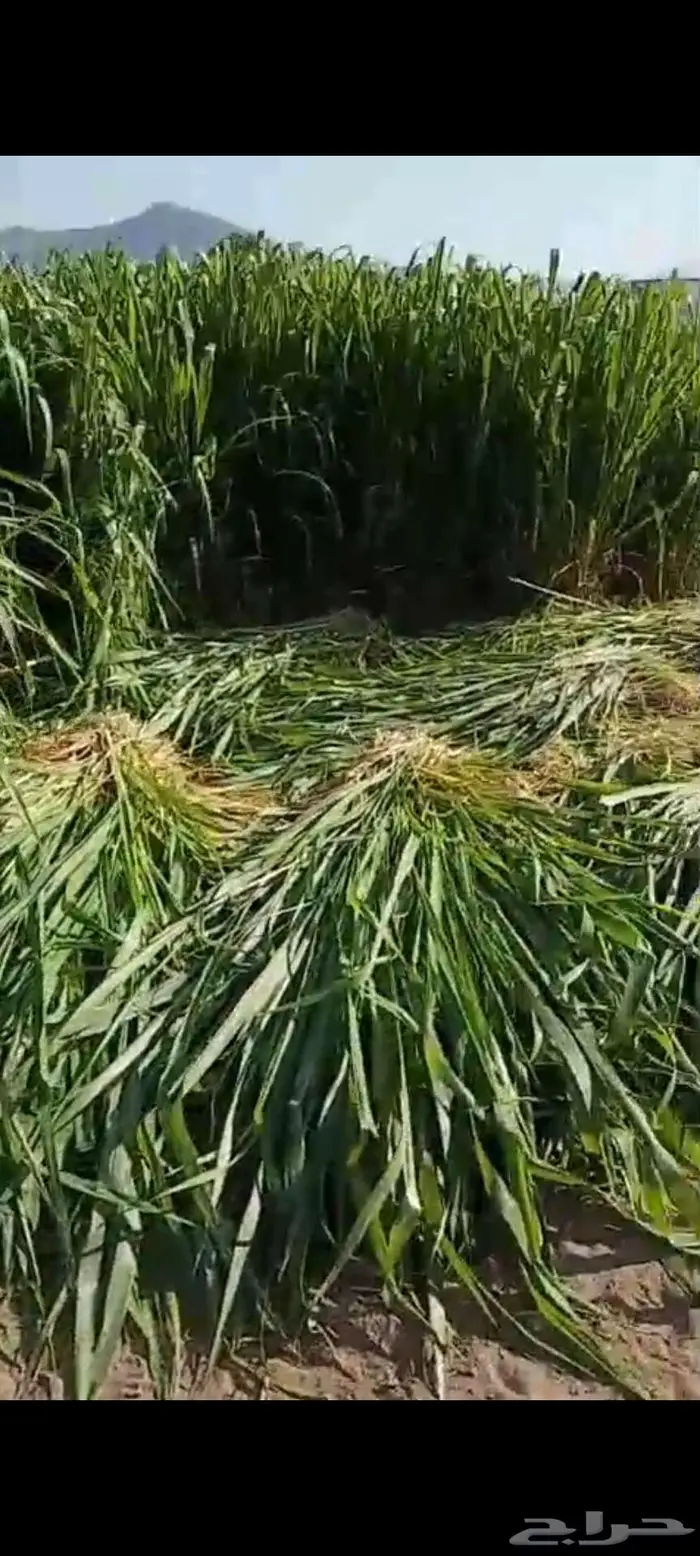 استثمار تأجير مزرعه بالغنم 8