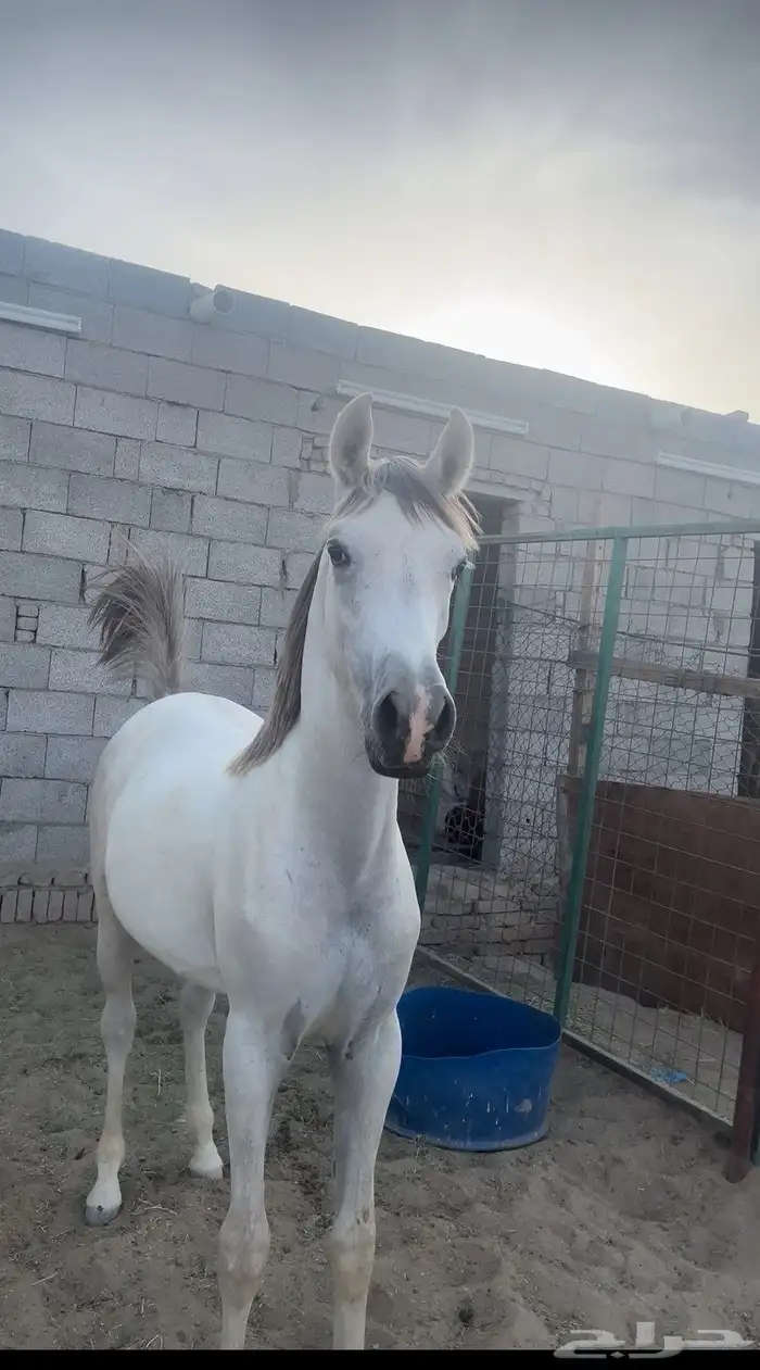 فرس و مهر و مهره شعبيه 1