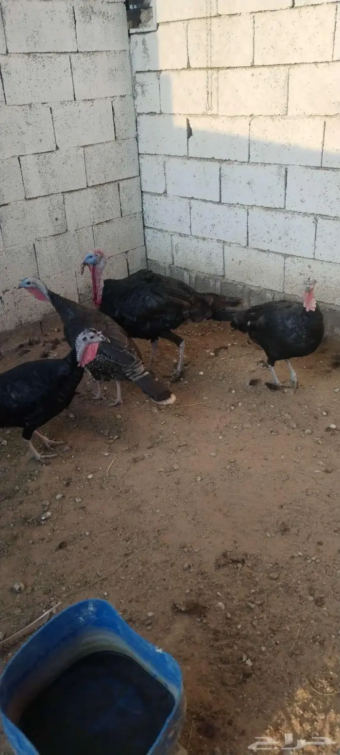 طقم رومي منتج 2