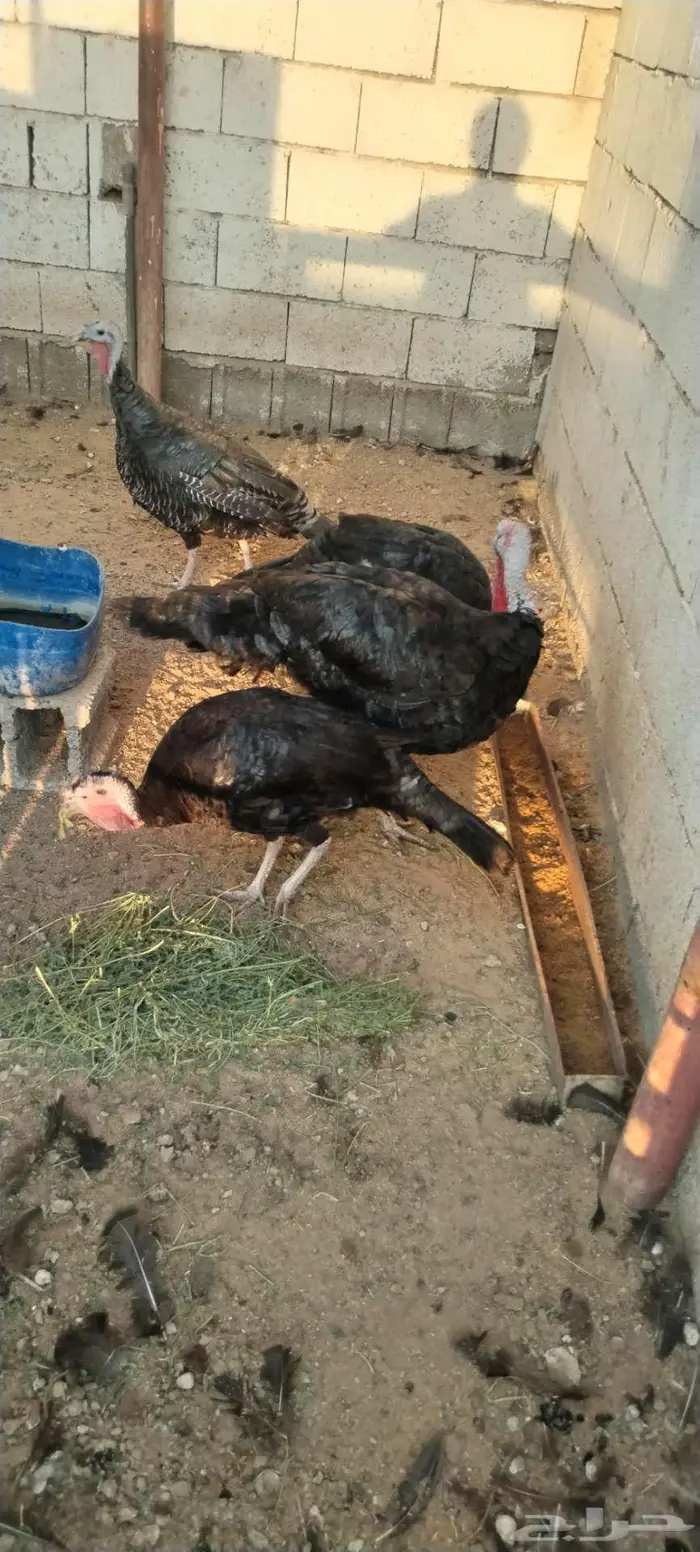 طقم رومي منتج 0