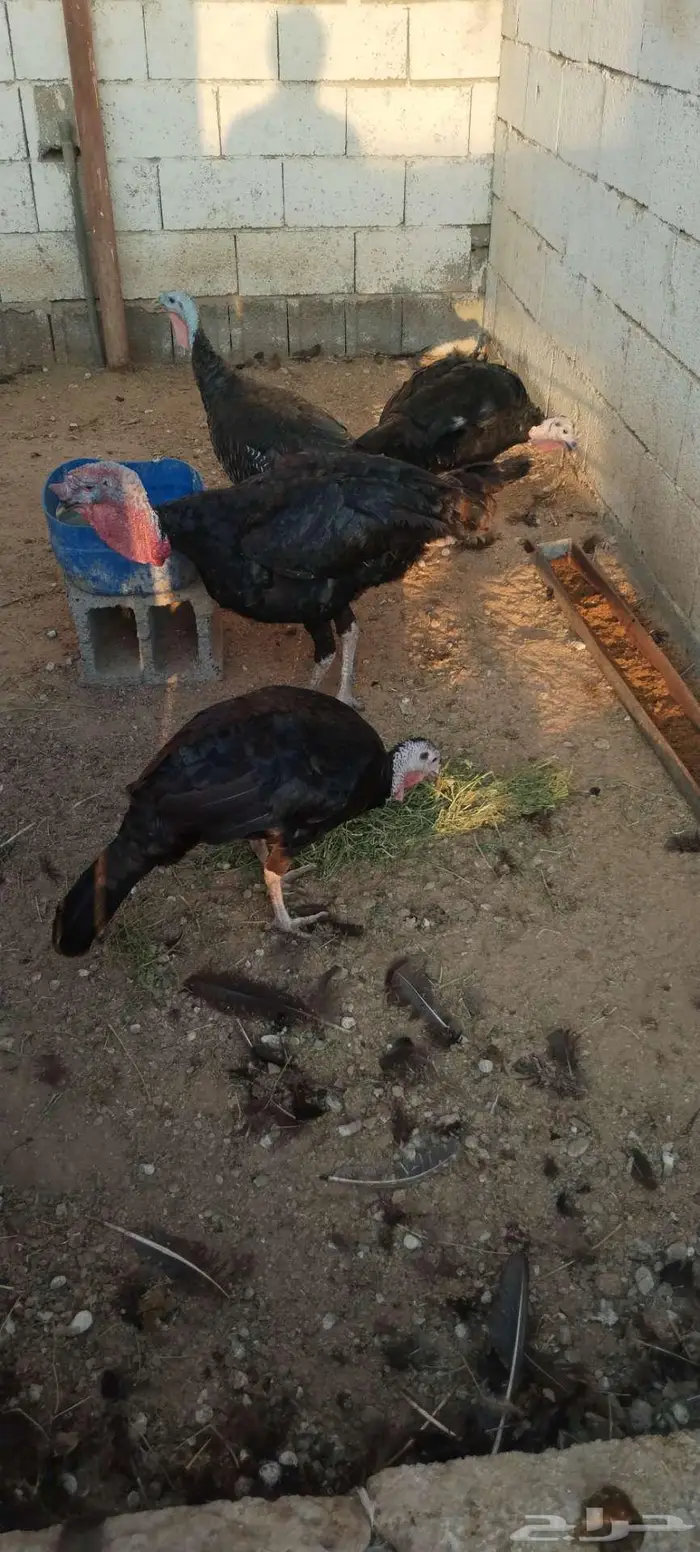 طقم رومي منتج 1