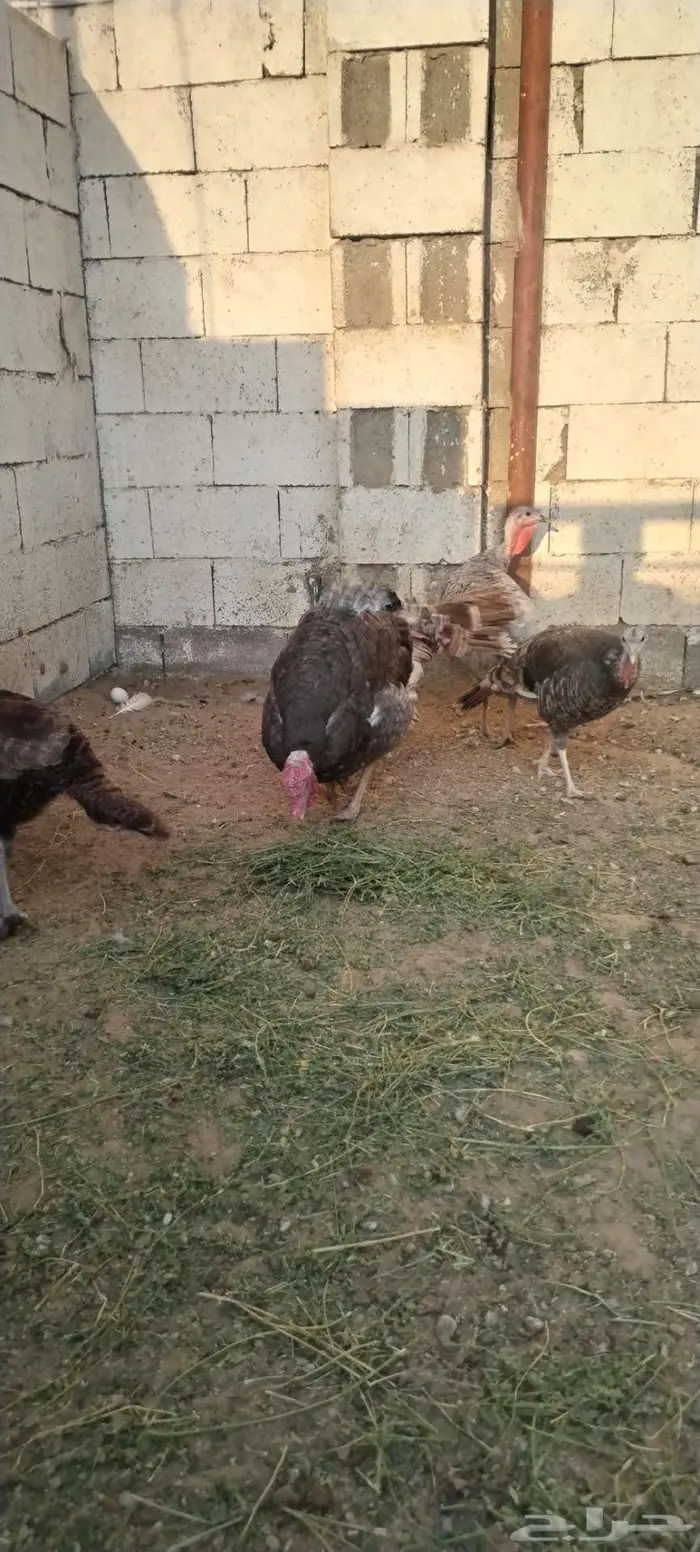 طقم رومي منتج 5